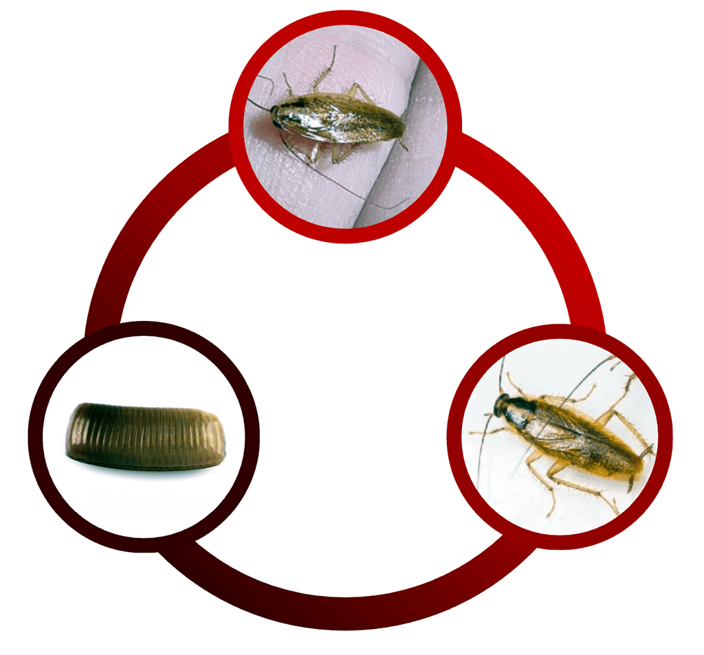 Vòng đời của Gián