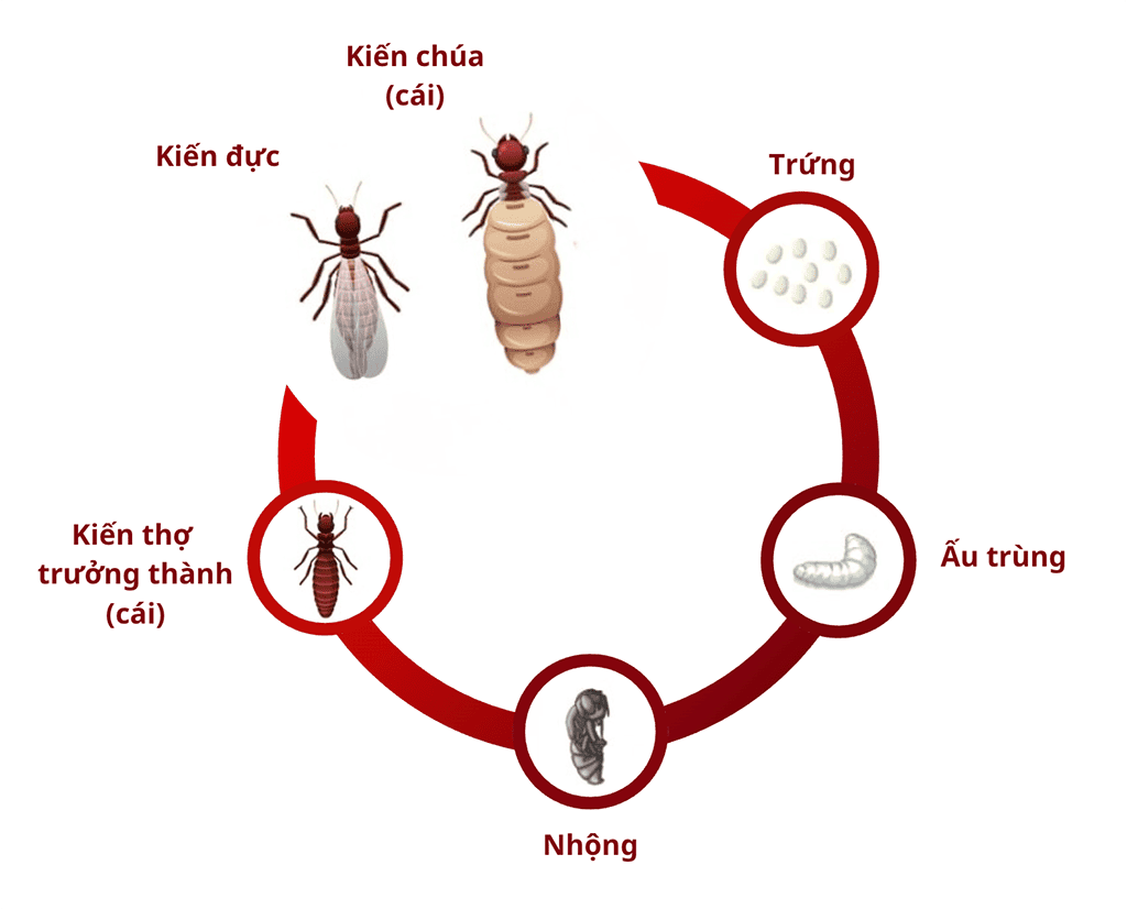 Vòng đời của Kiến