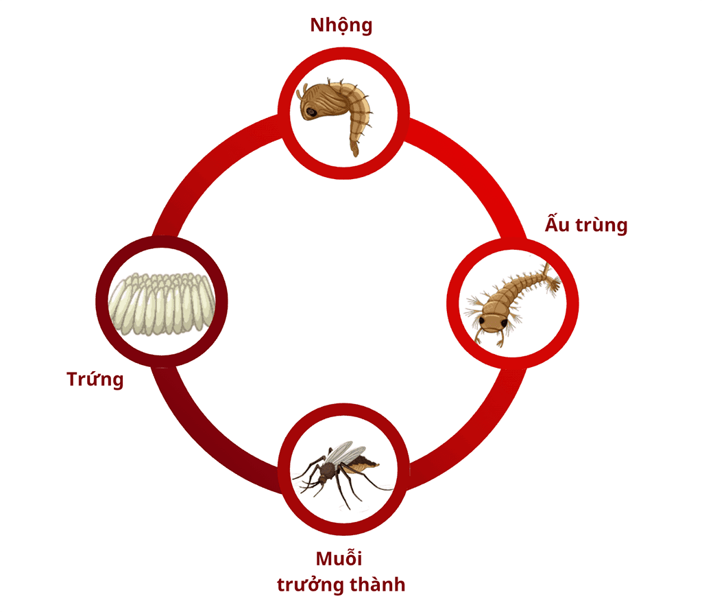 Vòng đời của Muỗi