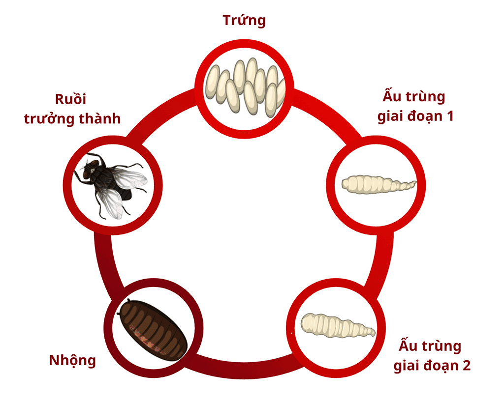 Vòng đời của Ruồi