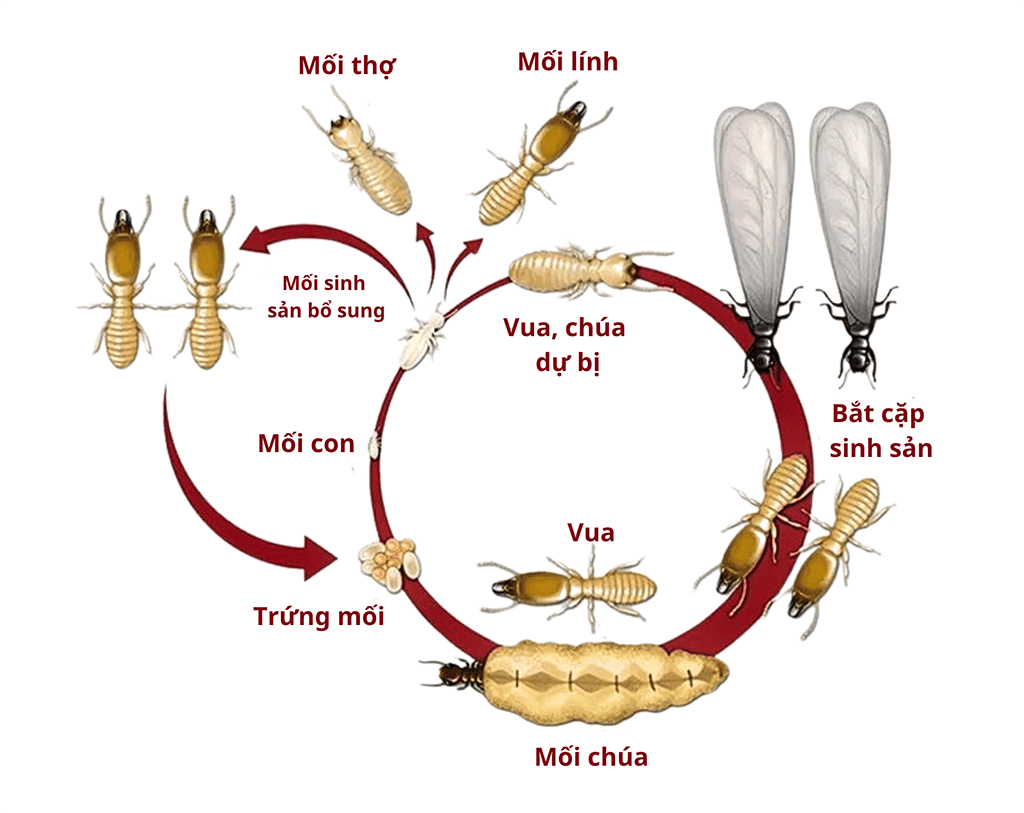 Vòng đời của Mối